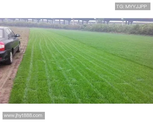 足球草坪的草种选择及其对比赛质量的影响分析 足球草坪的草种选择及其对比赛质量的影响分析